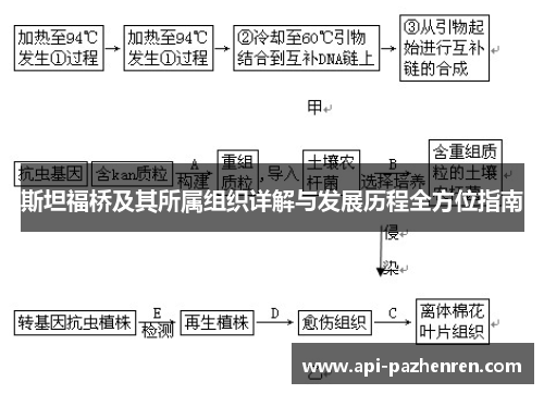 斯坦福桥及其所属组织详解与发展历程全方位指南